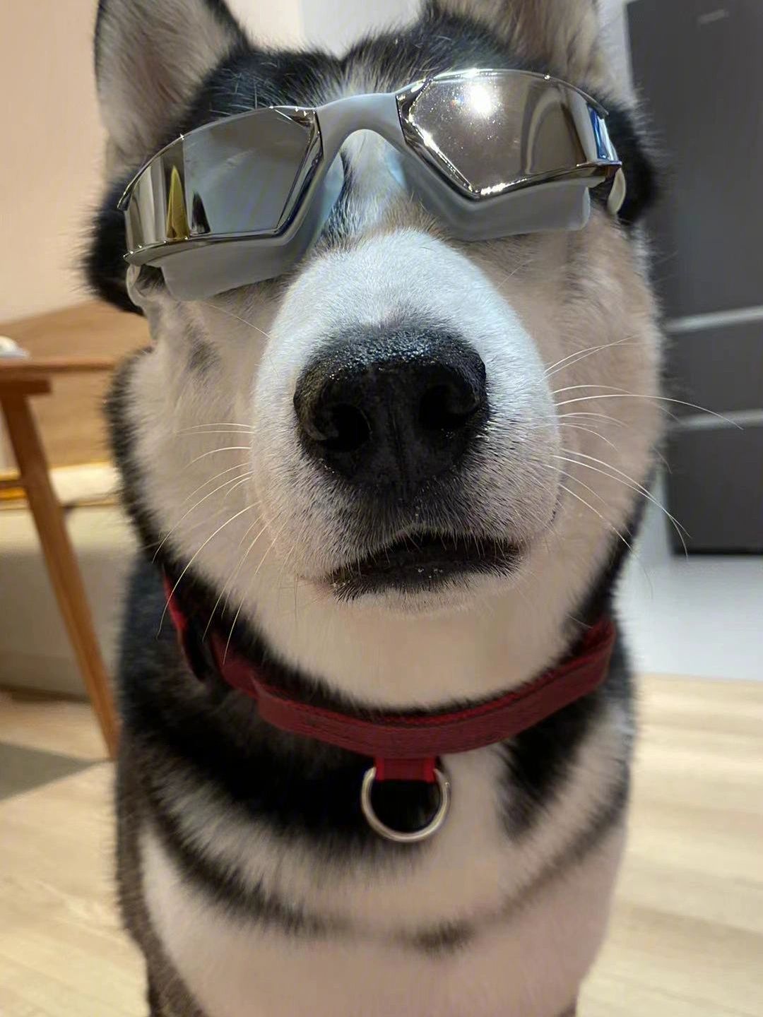 美国游泳健将创造奇迹，斩获两金